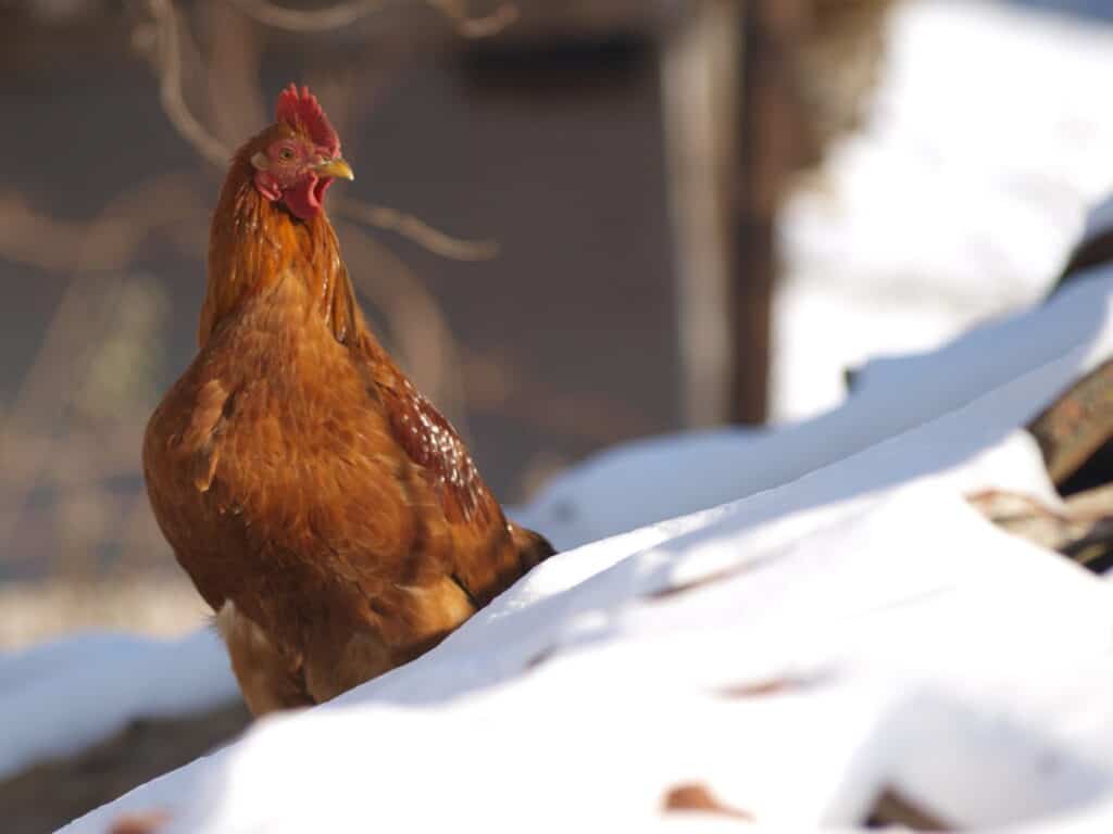 too cold for chicken outside of coop