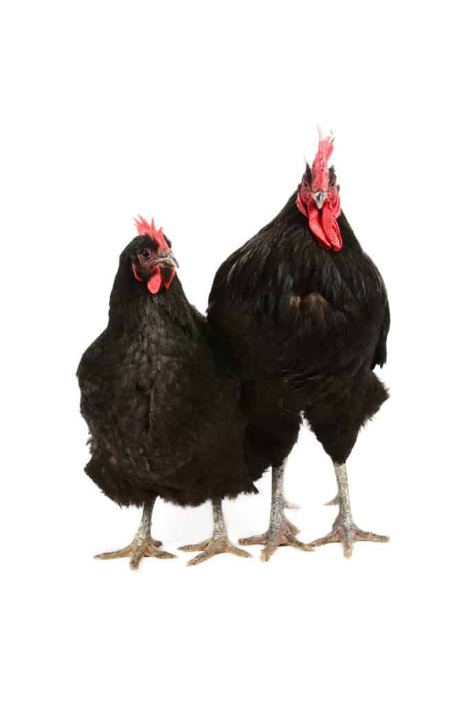 two jersey giant chickens