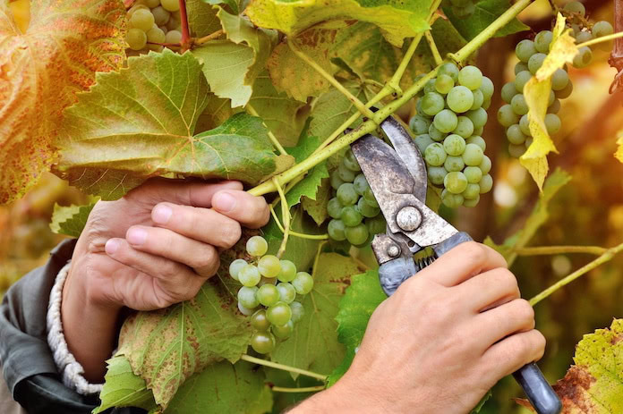 Überflüssige Weinblätter und Trauben werden mit einer Schere entfernt.