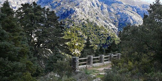 Pinsapo de Las Escaleretas