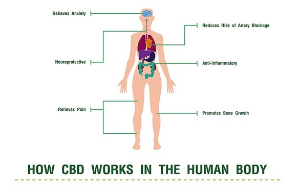 How Does CBD Work?