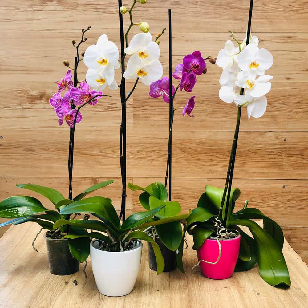 סחלב פלנופסיס - ענף 1