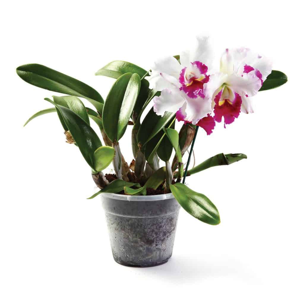 סחלב קטליאה Cattleya