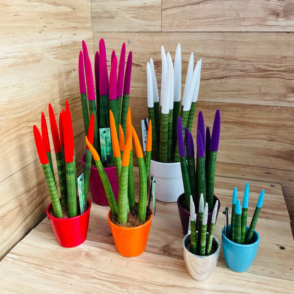 סנסיווריה צבעונית בכלי קרמיקה