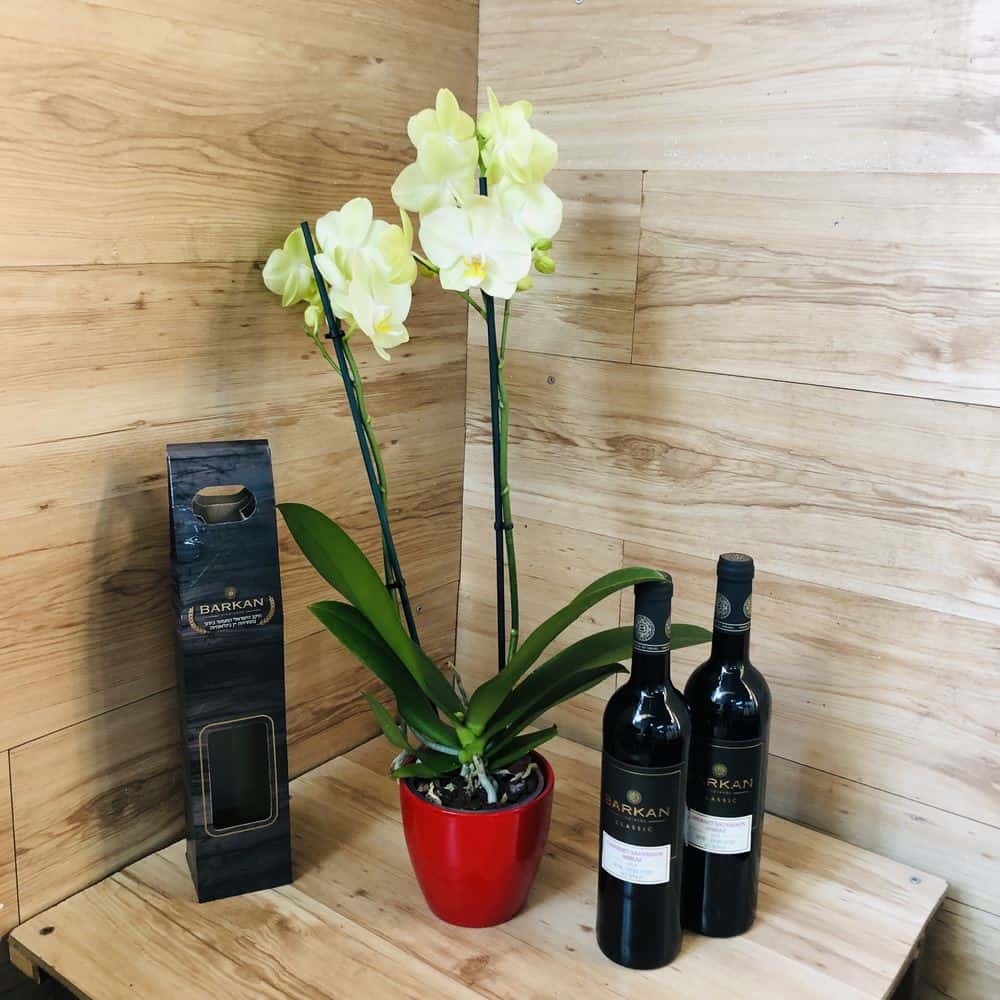 סחלב פלנופסיס 2 ענפים כולל כלי קרמיקה + 2 בקבוקי יין אדום