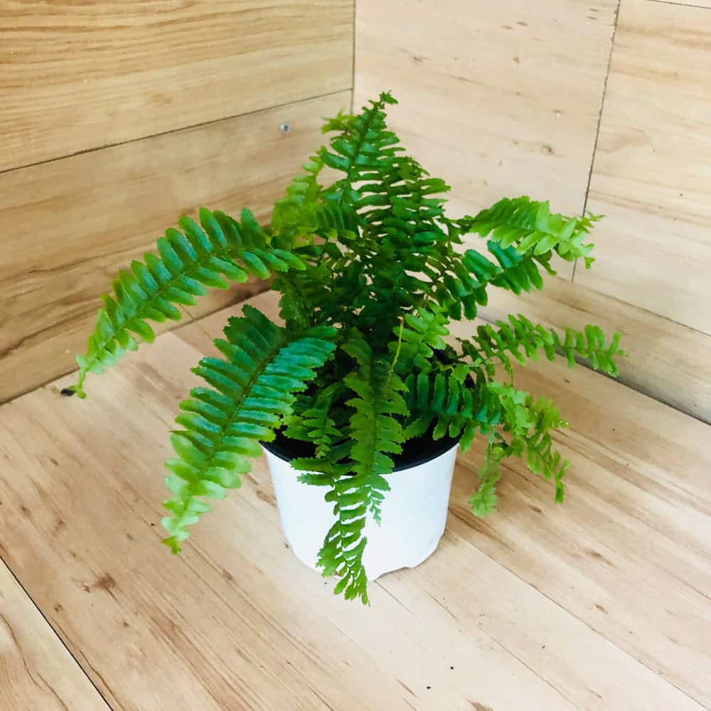 שרך בוסטון ייבוא