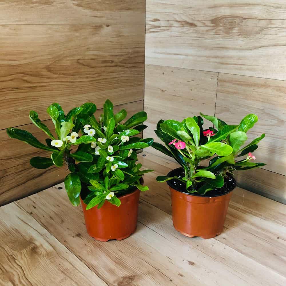 חלבלוב קוצני