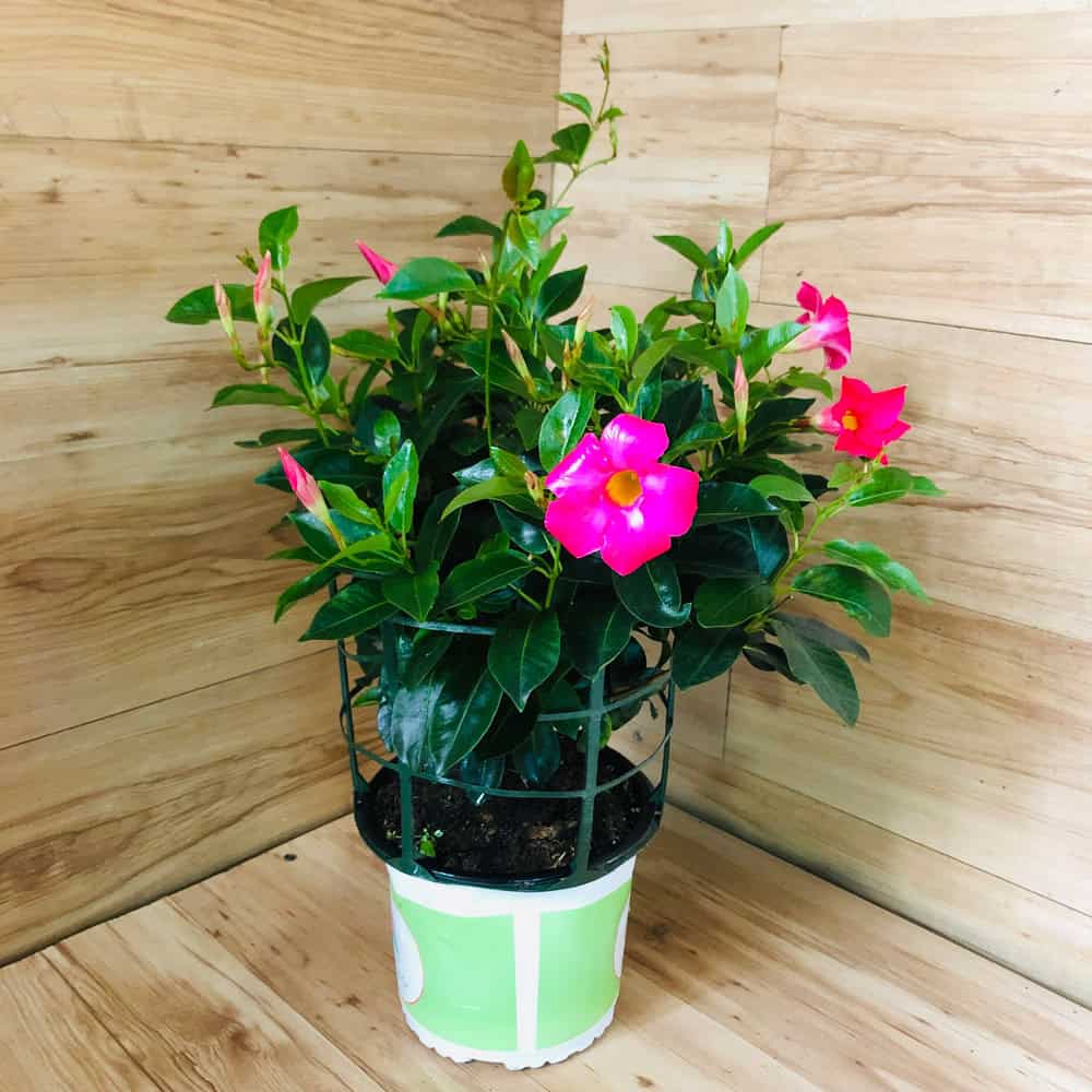 מנדבילה - עציץ 18 ס"מ