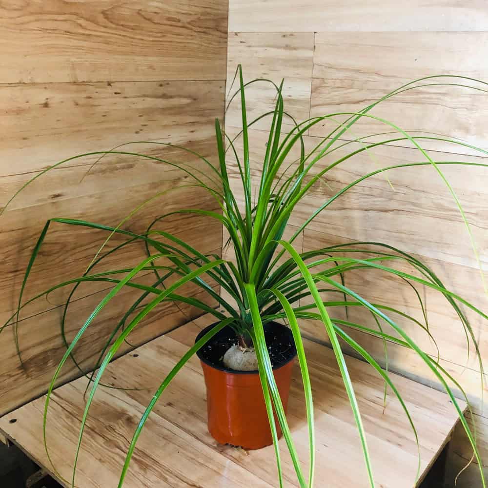 נולינה - עציץ 18 ס"מ