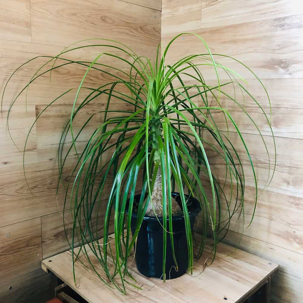 נולינה - עציץ 24 ס"מ