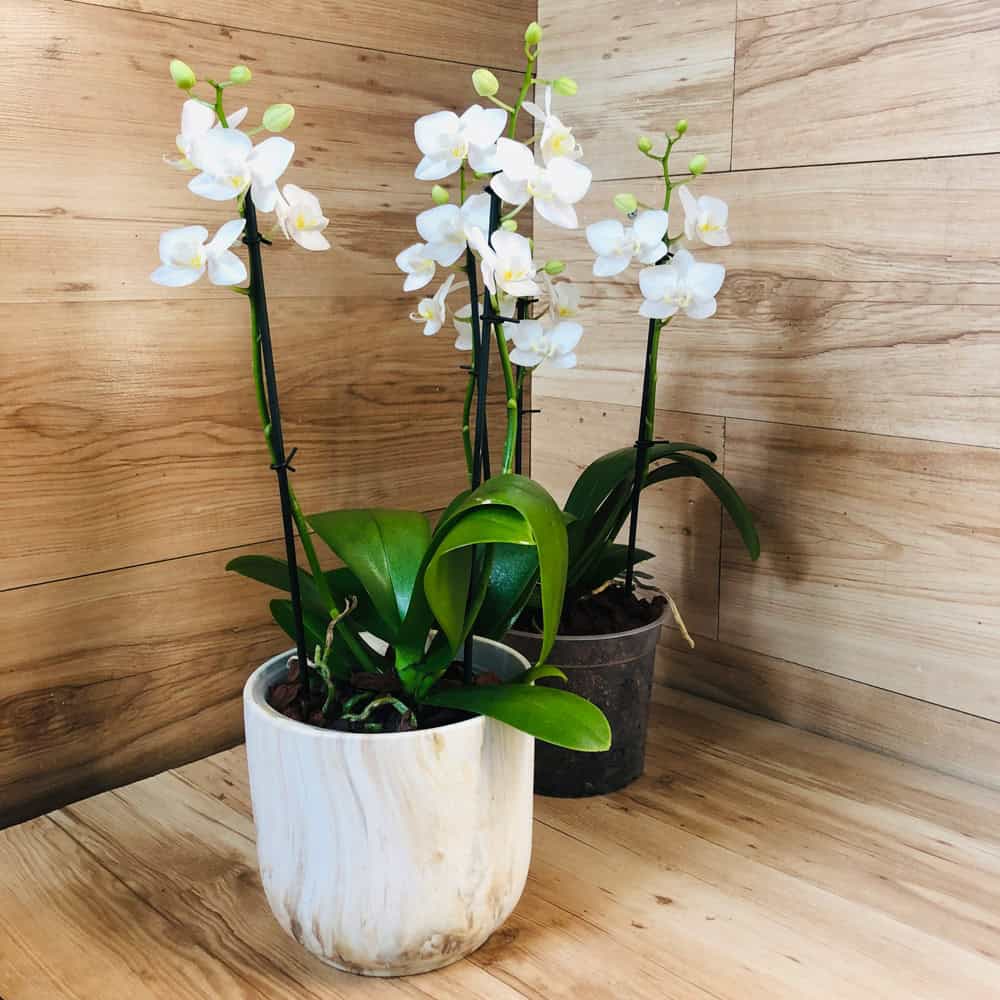 סחלב פלנופסיס מיני - 2 ענפים