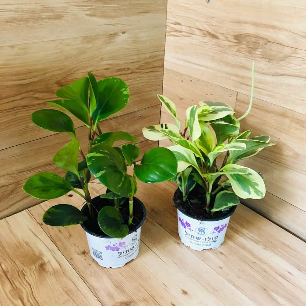 פפרומיה מגניפוליה