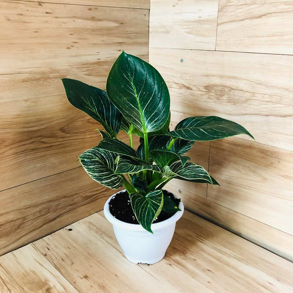 פילודנדרון בירקין