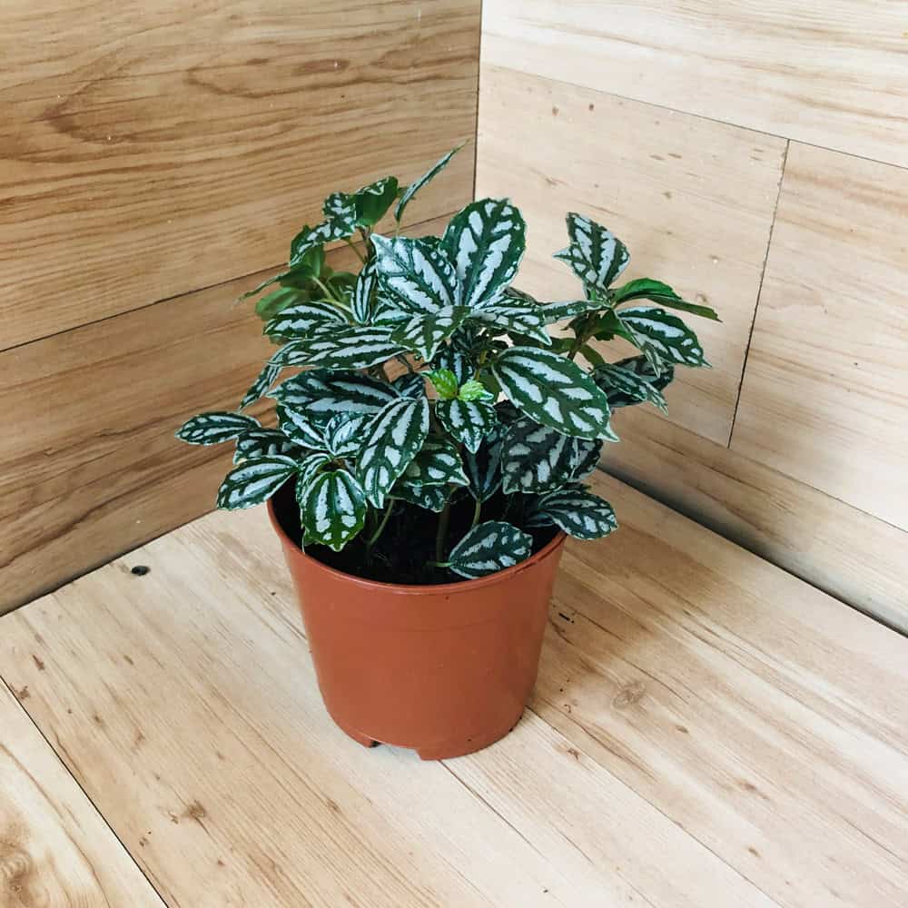 פילאה כסופה