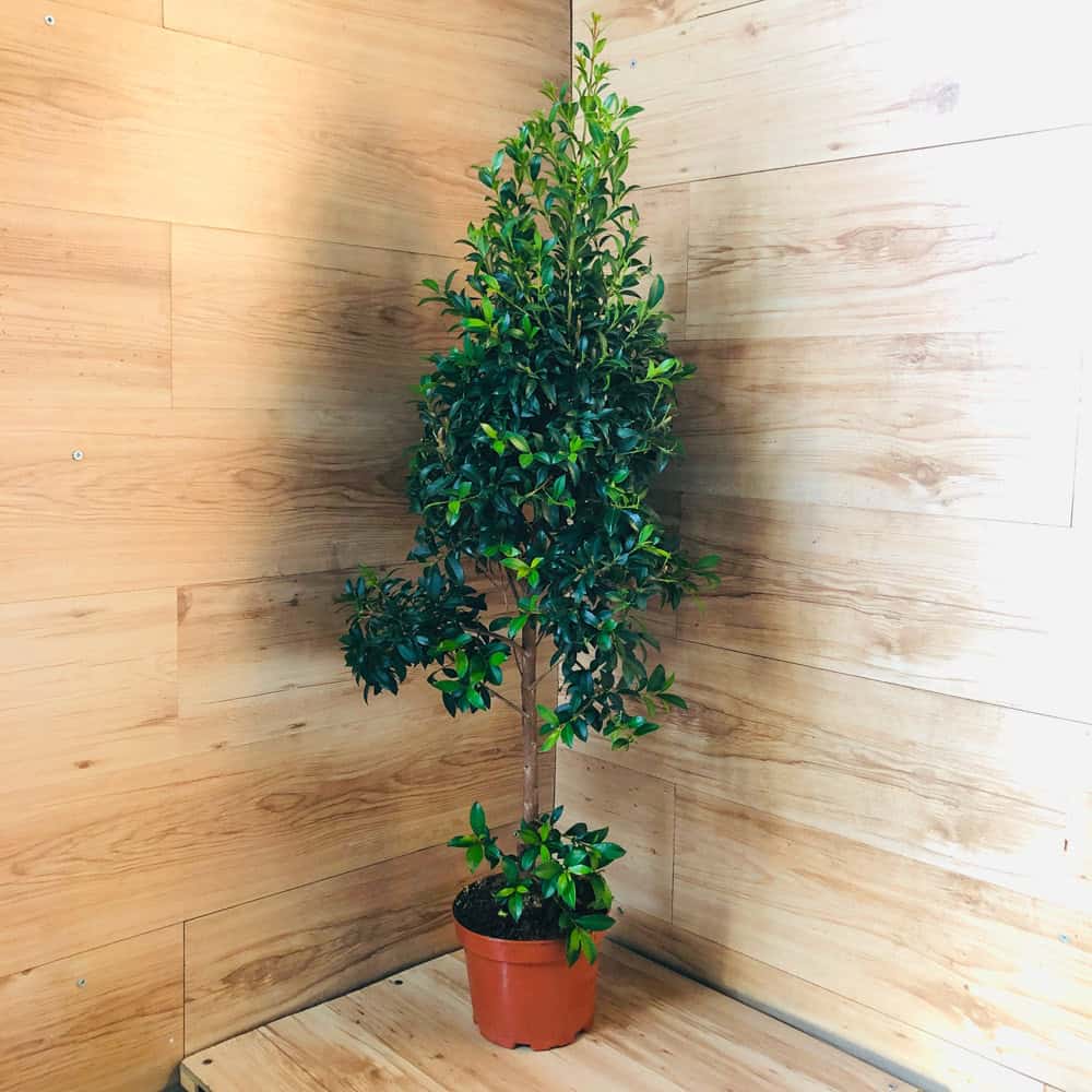 סיזיגיום - עציץ 24 ס"מ