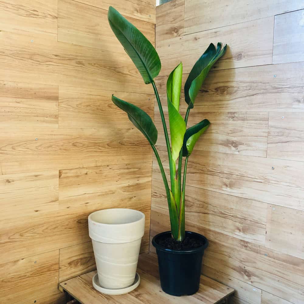 ציפור גן עדן - ניקולאי