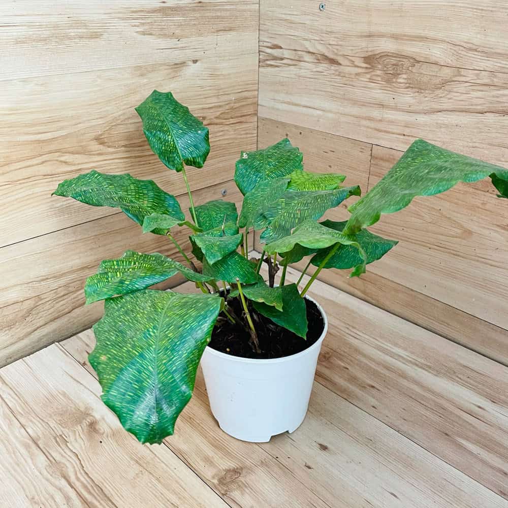 קלתאה מוזאיקה