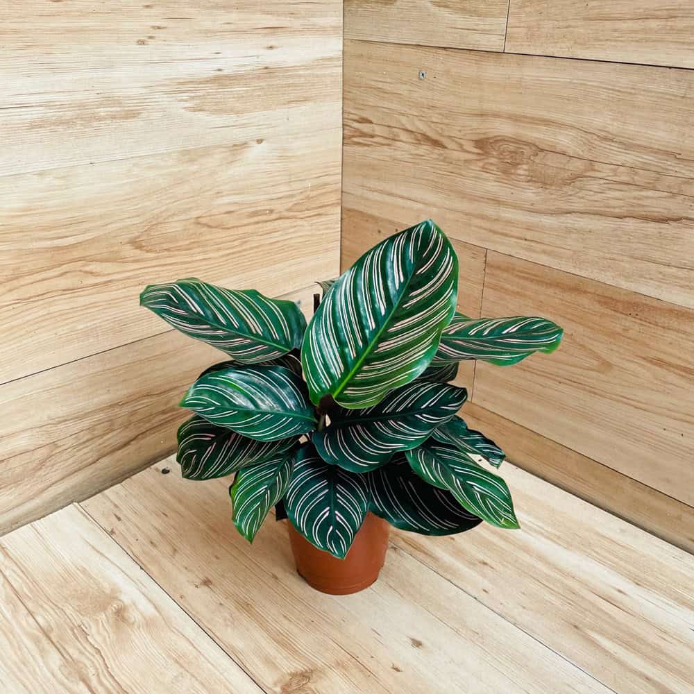 קלתאה אורנטה