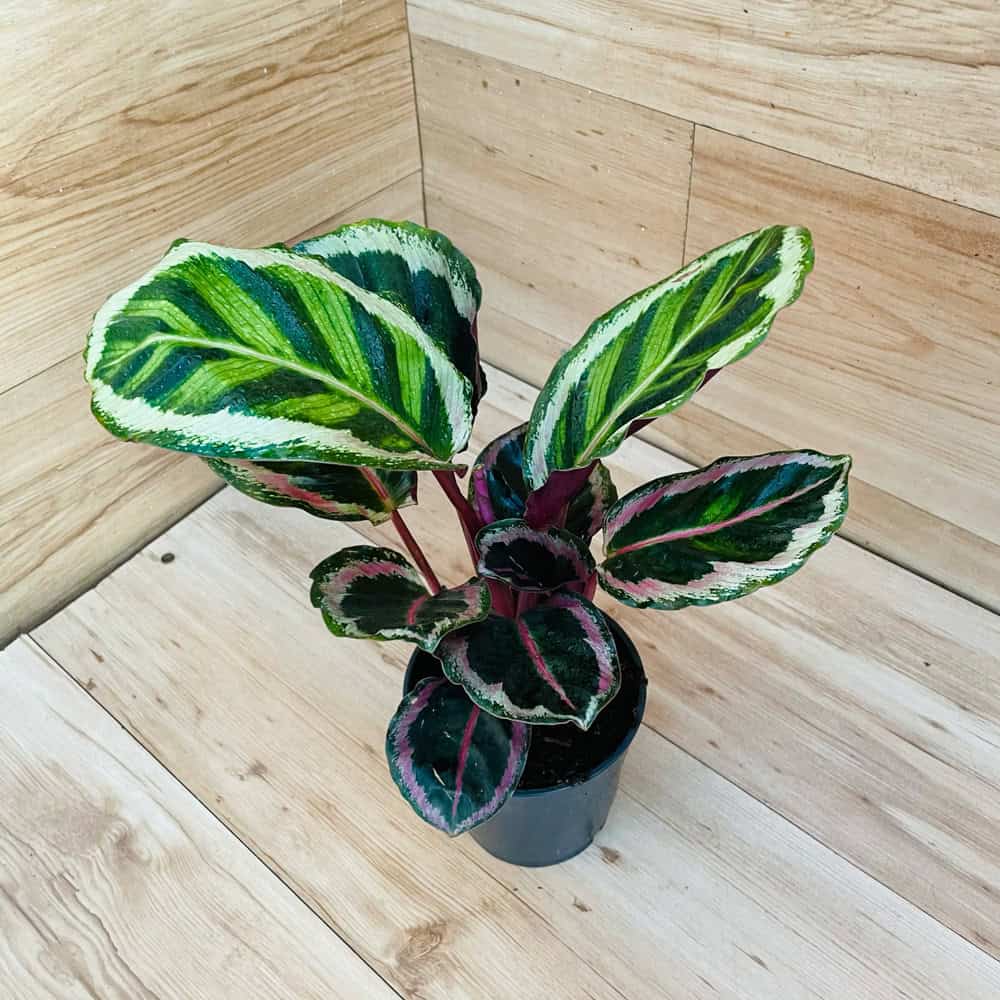 קלתאה רוזה פיקטה