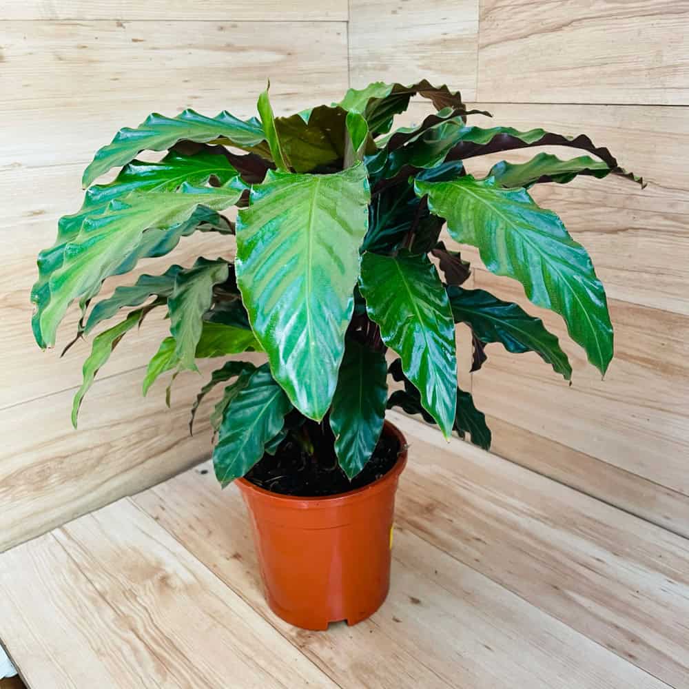 קלתאה רופיברבה