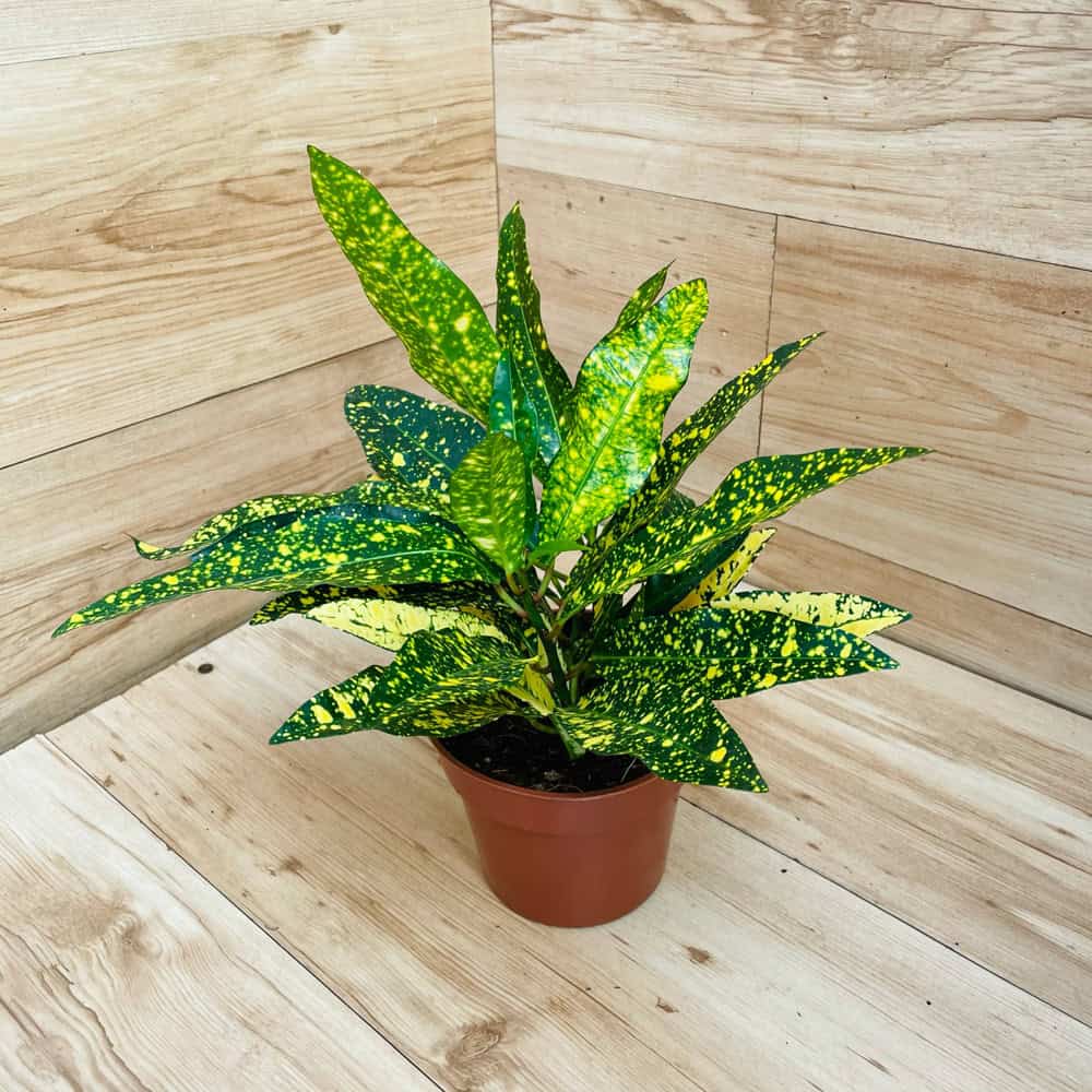 קרוטון מנוקד