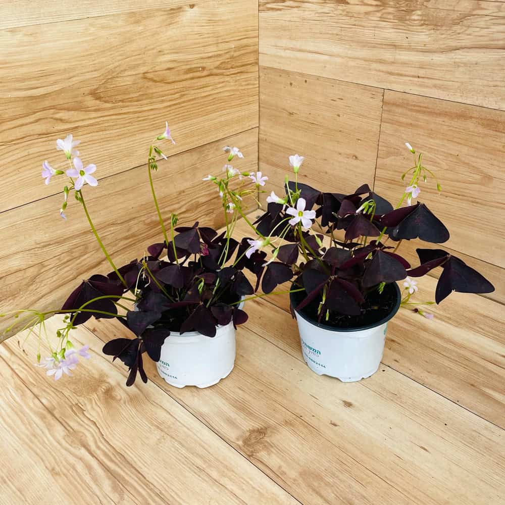 חמציץ משולש סגול