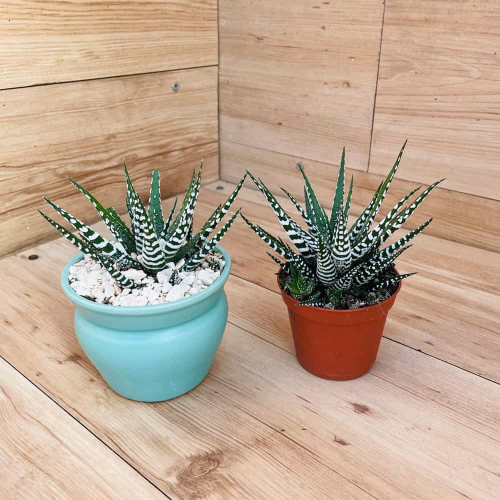 הוורטיה זברה