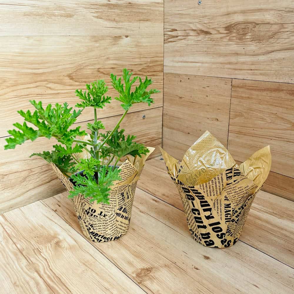 עטיפת עיתון