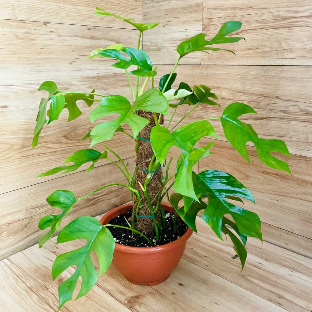 מונסטרה מינימה