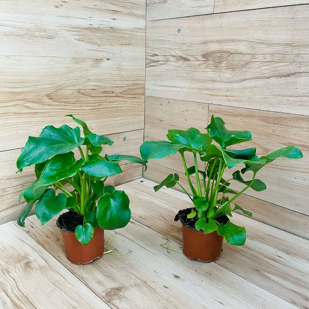 פילודנדרון ביפי - עציץ 10 ס"מ