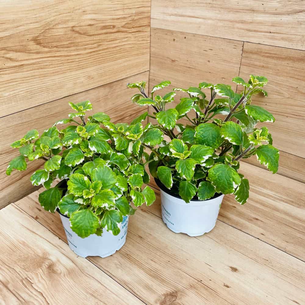 פלקטרנטוס דוחה יתושים