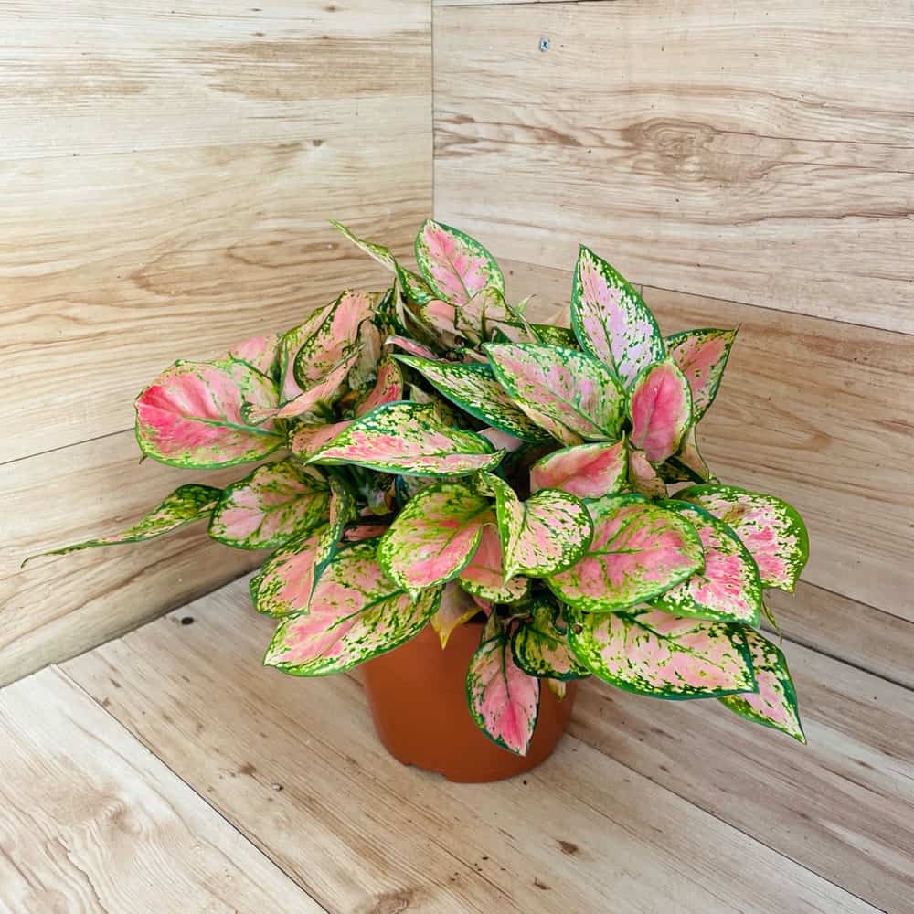 אגלונמה רד ולנטיין