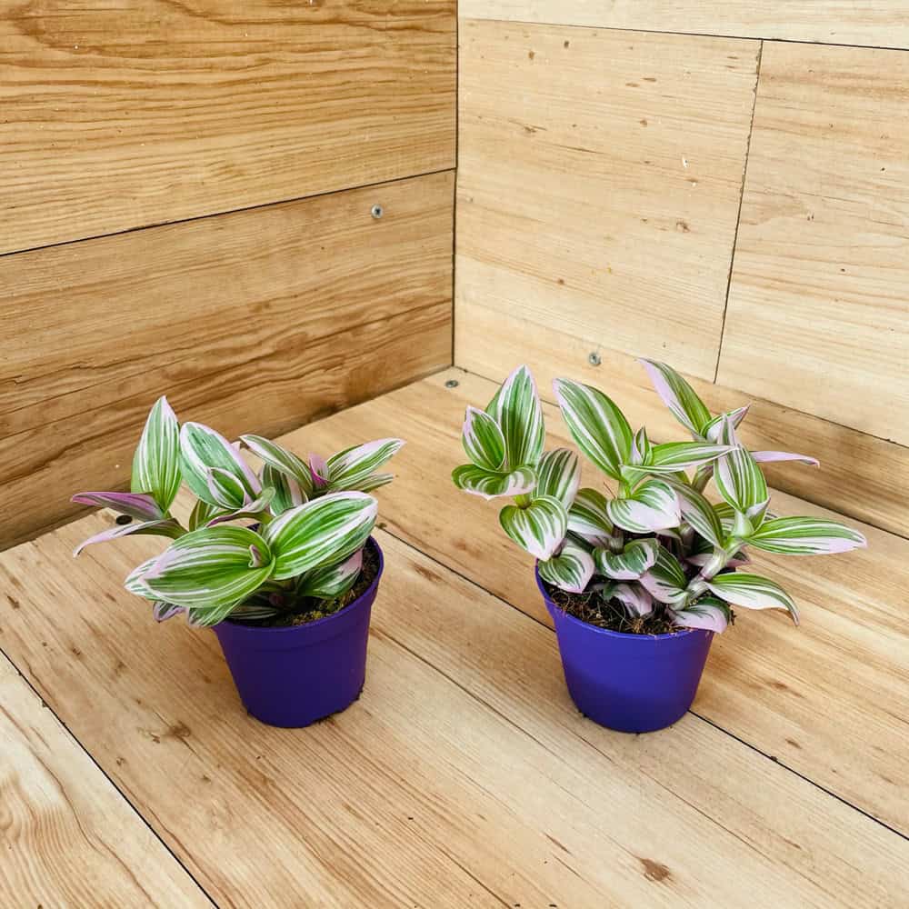 יהודי נודד נאנוק