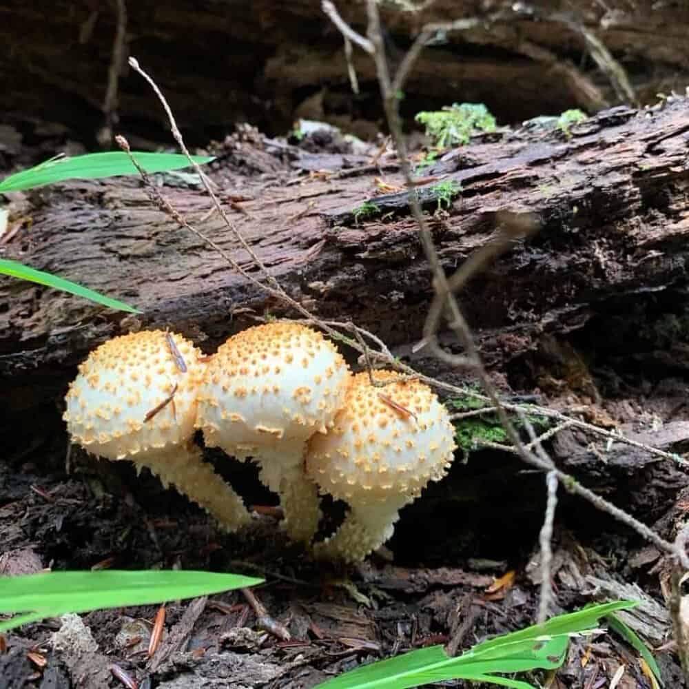 mushroom 5 in cook forest