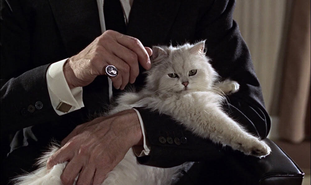 gatto ,nel cinema