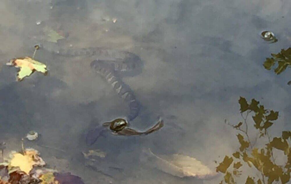 northern water snake 2