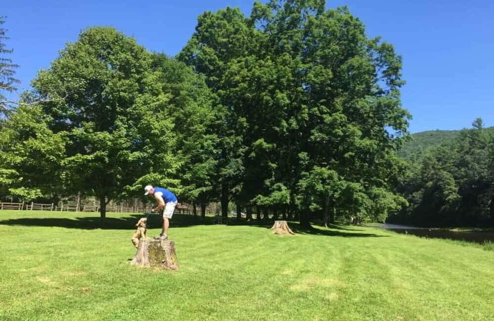 sinnemahoning state park 40 maples tree missing