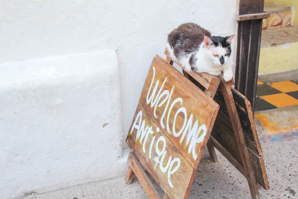 Cartagena – Eine Stadt zum Verlieben 11 Chillende Katze Cartagena