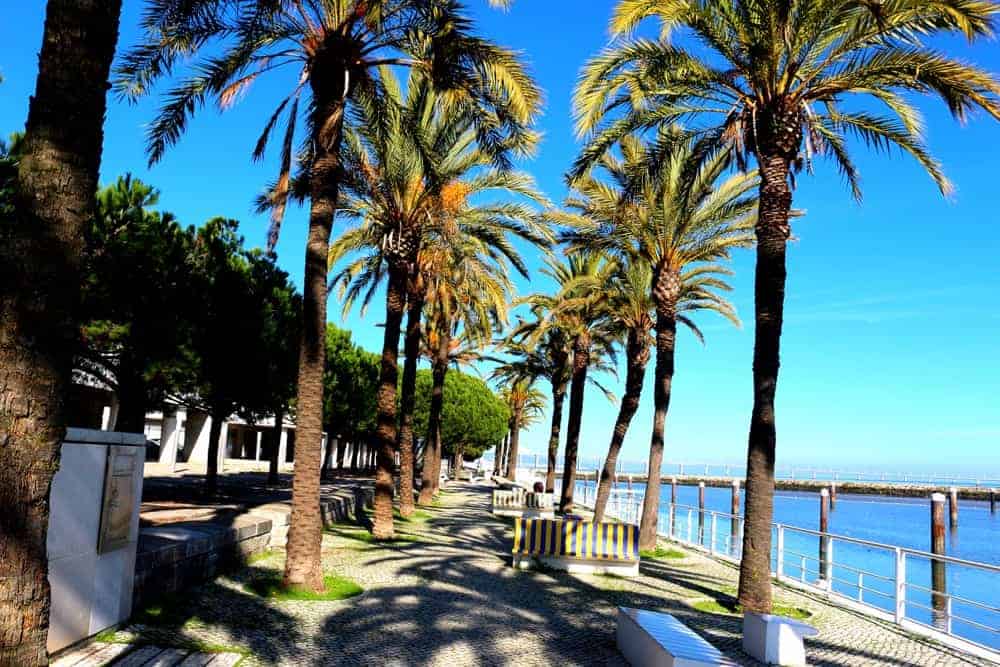 palm-trees-lisbon