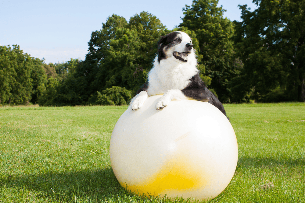 DOG BACK PAIN; Causes, Signs And Treatment Dog playing a ball race exercise
