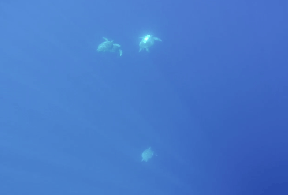 Screenshot of drone survey at 50m altitude over waters adjacent to Raine Island reef edge showing a painted turtle shell and unpainted shells. Dunstan et al., 2020.