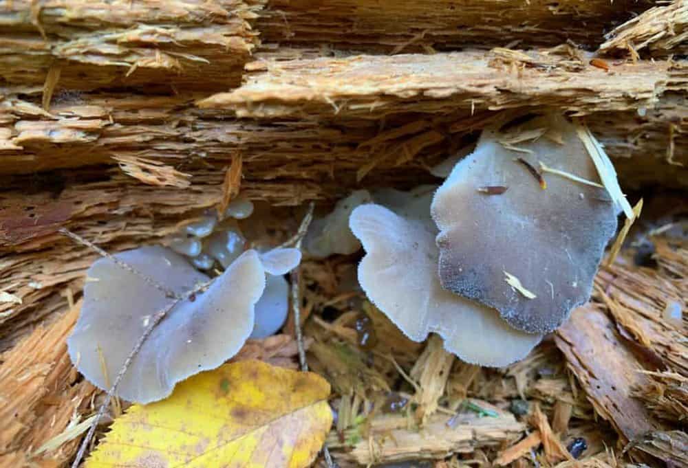 mushroom 2 in cook forest