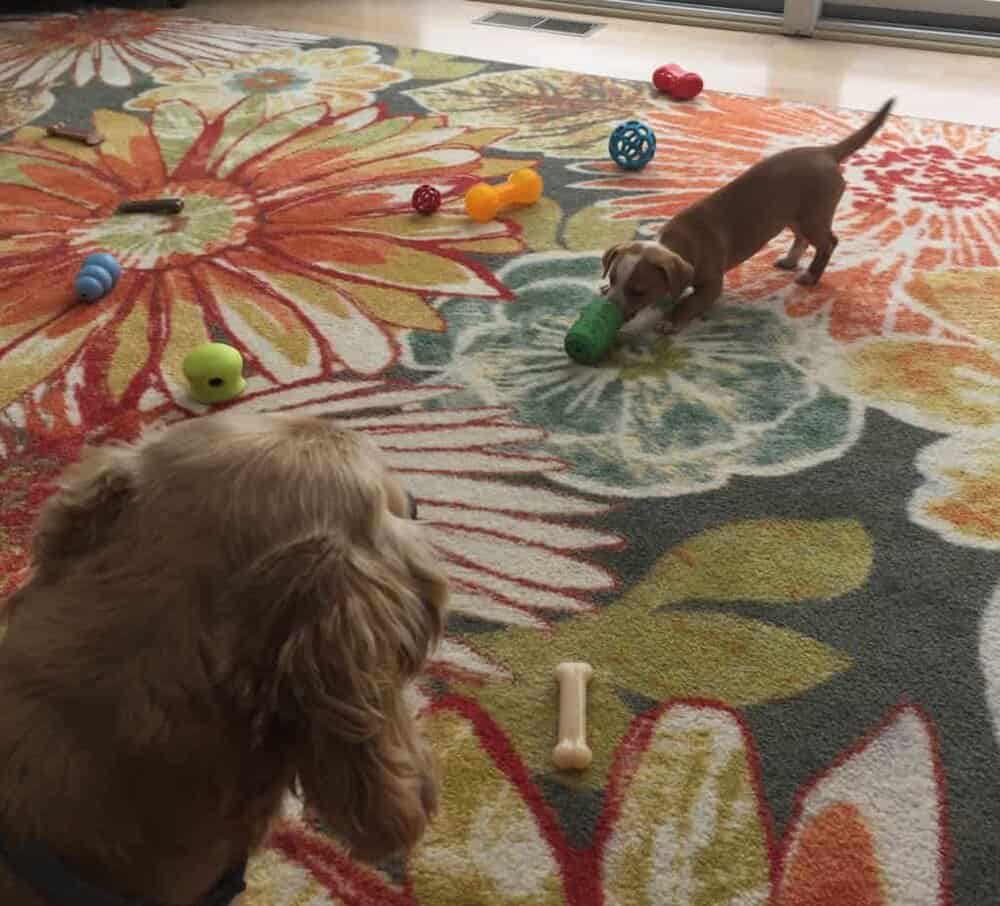 Hazel and her toys
