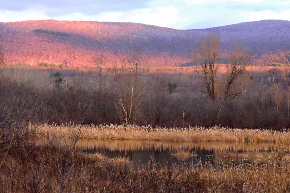 Bennington VT A late day scene in winter - a marshy pond with yellow grass surrounding it. Pink mountains in the background.