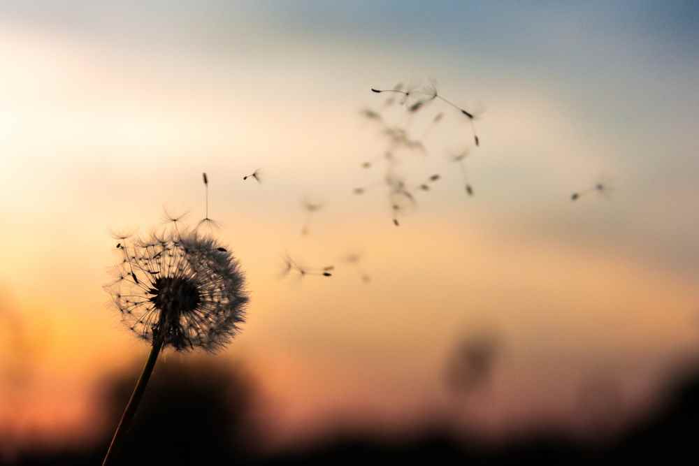 A photo of a dandelion clock, seeds drifting into the sky. Photo by Dawid Zawiła on Unsplash