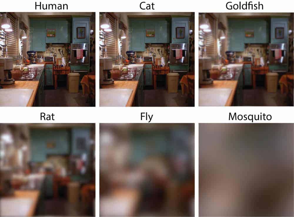 How well can you see compared to a cat, fish, rat, fly, or mosquito? Visual acuity simulation from Caves, 2018.