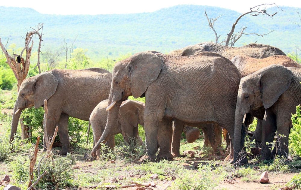 Mosetlha Bush Camp, Madikwe Game Reserve. Photo: flowcomm, CC BY 2.0