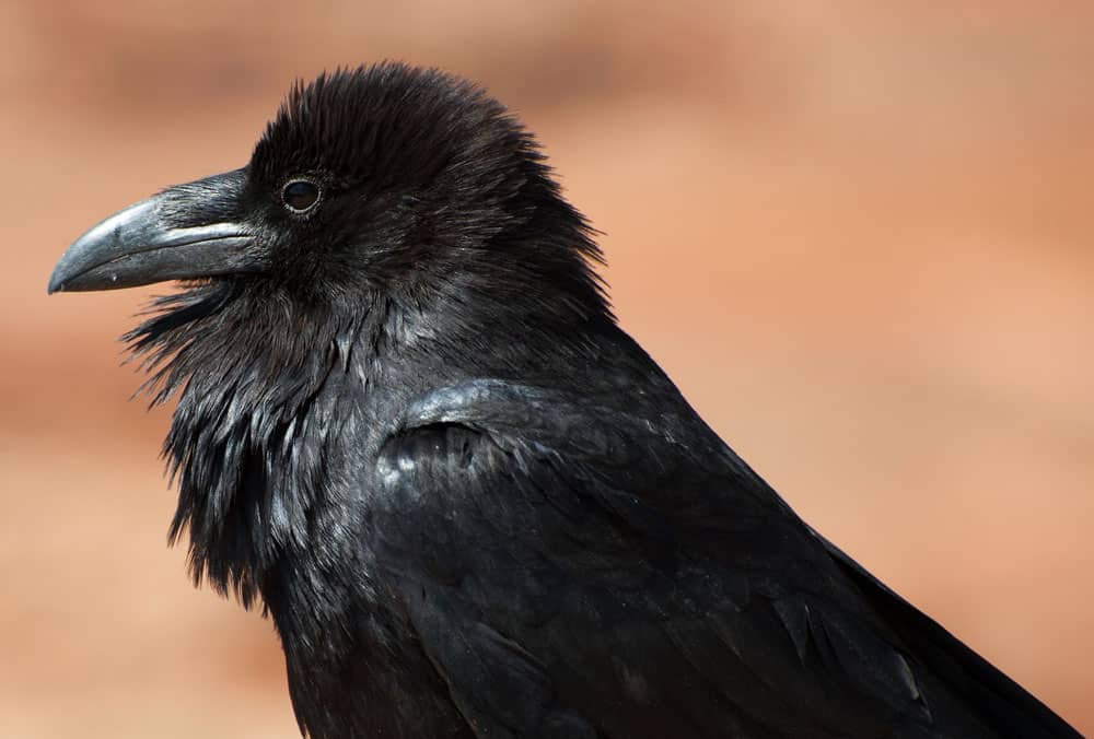 Closeup view of hackles on a common raven. Photo: NPS/Neal Herbert, public domain.