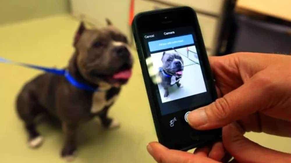 Magvii's AI dog tracking app captures the unique ridge pattern on a dog's nose.