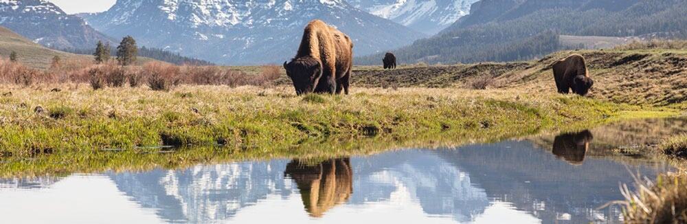 Bull bison grazing in Lamar Valley, Yellowstone National Park. (Credit: Jacob W. Frank, National Park Service. Public domain.)